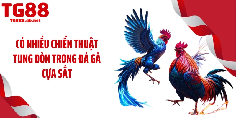 Có nhiều chiến thuật tung đòn trong đá gà cựa sắt
