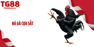 Đá Gà Cựa Sắt -Tăng Nhiệt Với Loạt Trận Máu Lửa