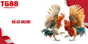 Đá Gà Online TG88 - Theo Dõi Chọi Kê Mãn Nhãn Mỗi Ngày 