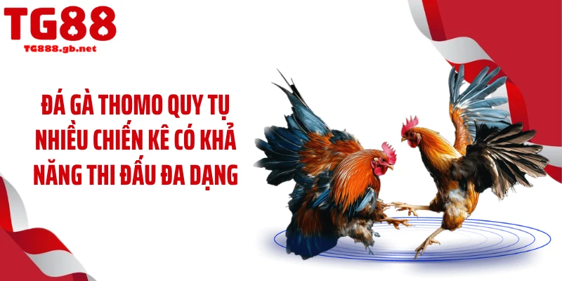 Đá gà thomo quy tụ nhiều chiến kê có khả năng thi đấu đa dạng