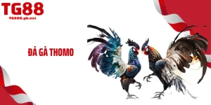 Đá Gà Thomo - Những Trận Đấu Máu Lửa, Khốc Liệt Nhất