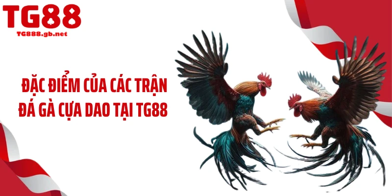 Đặc điểm của các trận đá gà cựa dao tại TG88 