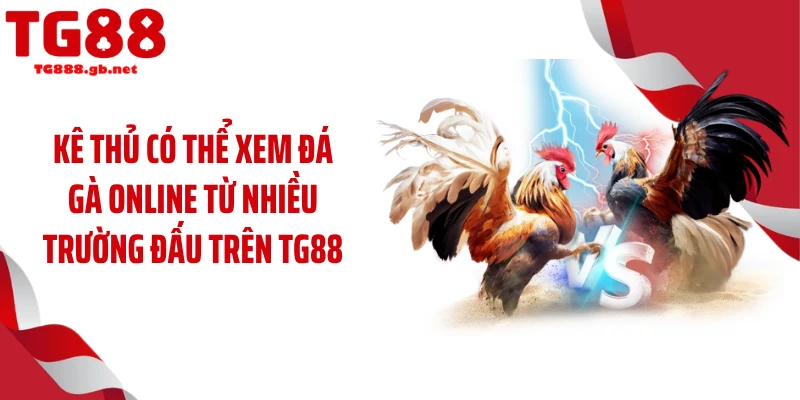 Kê thủ có thể xem đá gà online từ nhiều trường đấu trên TG88