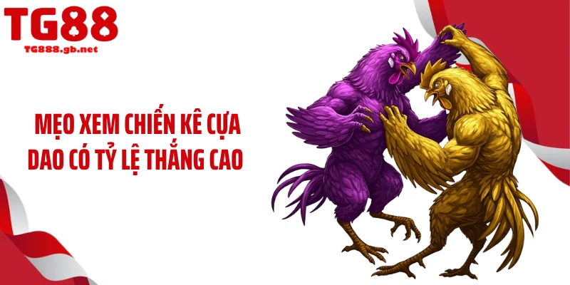 Mẹo xem chiến kê cựa dao có tỷ lệ thắng cao 