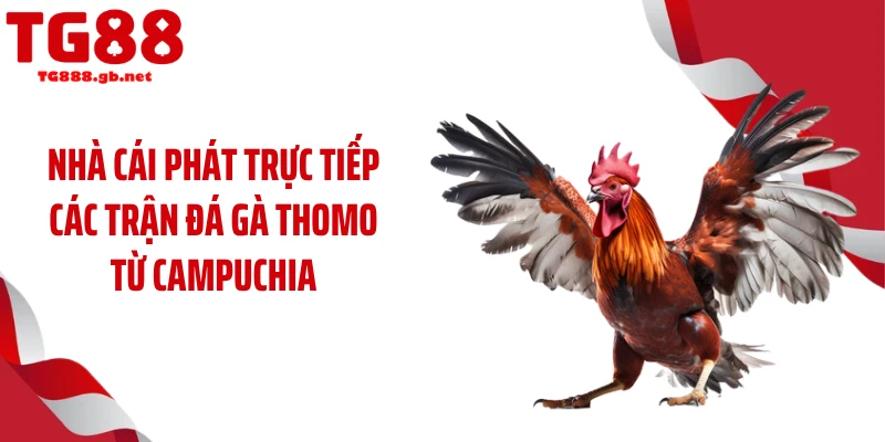 Nhà cái phát trực tiếp các trận đá gà Thomo từ Campuchia