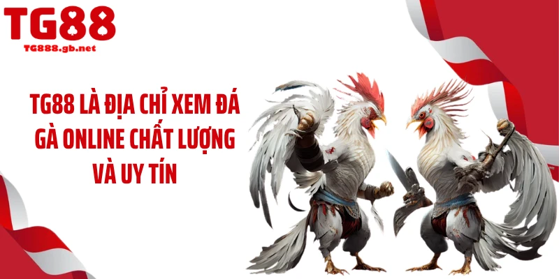 TG88 là địa chỉ xem đá gà online chất lượng và uy tín