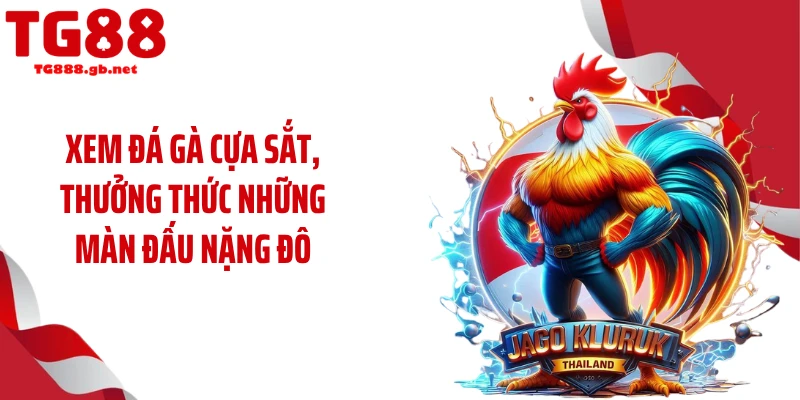 Xem đá gà cựa sắt, thưởng thức những màn đấu nặng đô